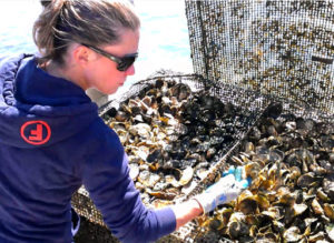 Sheila Lucero Inspecting Oysters